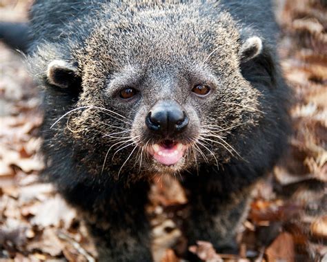  Binturong ¡Un mamífero arbóreo con un aroma peculiar que recuerda al palomitas de maíz!