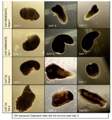  Eyelash Worm: This Freshwater Flatworm Masters Regeneration and Microscopic Navigation