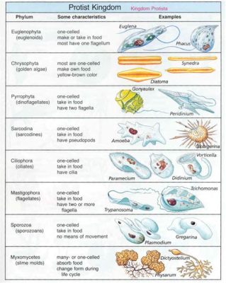  Gregarina! Un Protista que te Recordará por Siempre al Ciclo de Vida Más Complejo del Mundo Animal