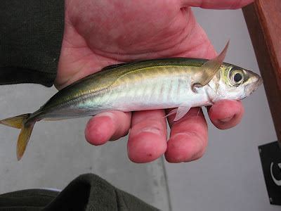  Jack Mackerel: ¿Un Viajero Incansable con Escamas Plateadas que Habita en las Profundidades del Océano?