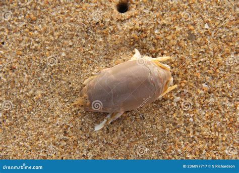  Nantucketensis: Un Crustáceo Pequeño que Vive en la Arena con una Resistencia Incuestionable!