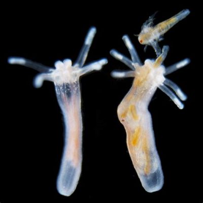  Nematostella, ¡Un Polipo Pequeño con un Gran Impacto en el Mundo de la Biología Marina!