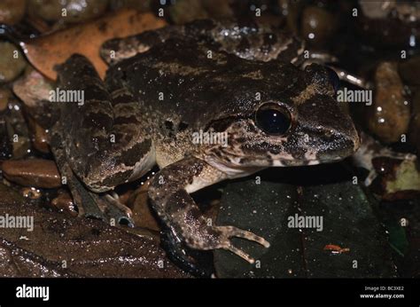  Rana Leporina: ¡Un salto de la naturaleza que te dejará boquiabierto!