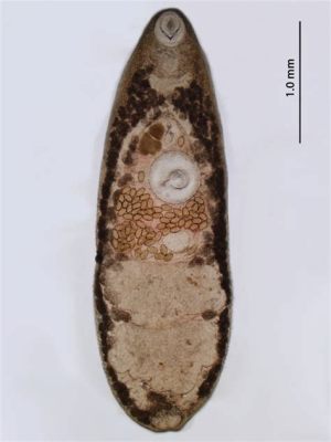  Ribeiroia ondatrae: Un parásito que puede convertir a los animales en zombies