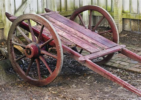  Wagon Wheel - ¿Una colonia gelatinosa que se asemeja a una rueda de carreta?