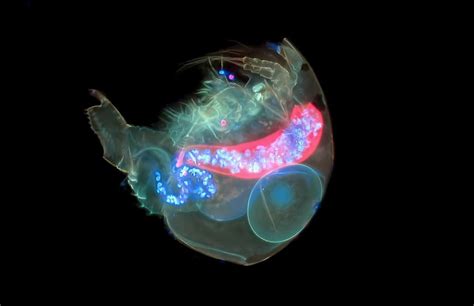  Water Flea:  Discover the Microscopic Marvels That Dance Among Aquatic Plants!