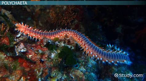  Yukoia! Un gusano marino que desafía las normas de la locomoción 