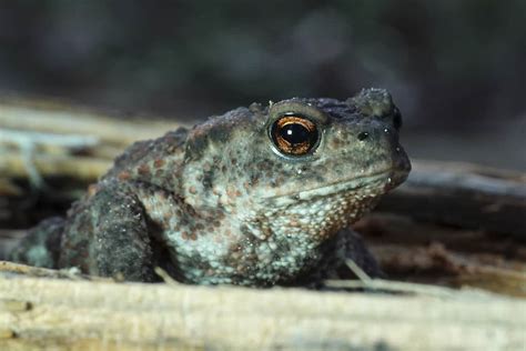  Bufo! Un Anfibio Resistente Que Puede Vivir Décadas Sin Agua