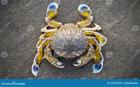  Dungeness Crab: ¡Descubriendo las delicias de un crustáceo con garras poderosas y caparazón resistente!