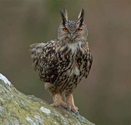  Eurasian Eagle-Owl! A Majestic Predator with Feathers as Silent as Night Itself