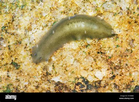 Free-living Flatworms: The Fascinating World of the Freshwater Planarian!