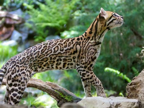  Ocelote: ¿Un felino de manchas que camina entre la sombra y el sol de los bosques tropicales?