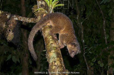  Olinguito: ¿Un Maestro del Arte del Escondite en la Cordillera Andina?