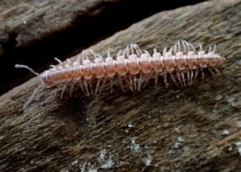  Polydesmus! Un pequeño gigante del suelo que te sorprenderá con su armadura viviente