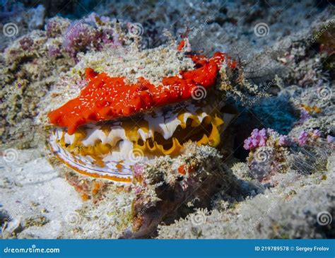  Quequen: Un molusco bivalvo que te sorprenderá con su vida submarina en los arrecifes de coral!