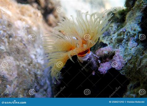  Tubularia! A Tiny Terror Lurking in the Depths With its mesmerizing tentacles swaying gracefully in the current and a captivating translucent bell pulsating rhythmically, the Tubularia captivates marine biologists with its elegant yet deadly nature. 