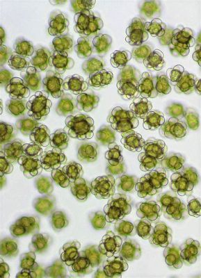  Urocystis! A Tiny Parasite With an Enormous Impact on the World of Plants